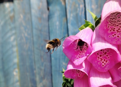 棕色和黑色的蜜蜂飞过粉红色花
